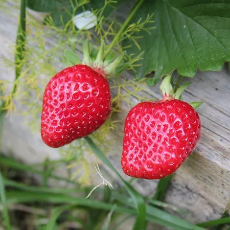 Casa De Tapadeiro Дом отдыха Резенде