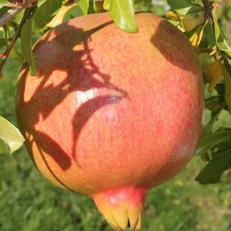 Casa De Tapadeiro Semesterbostad *