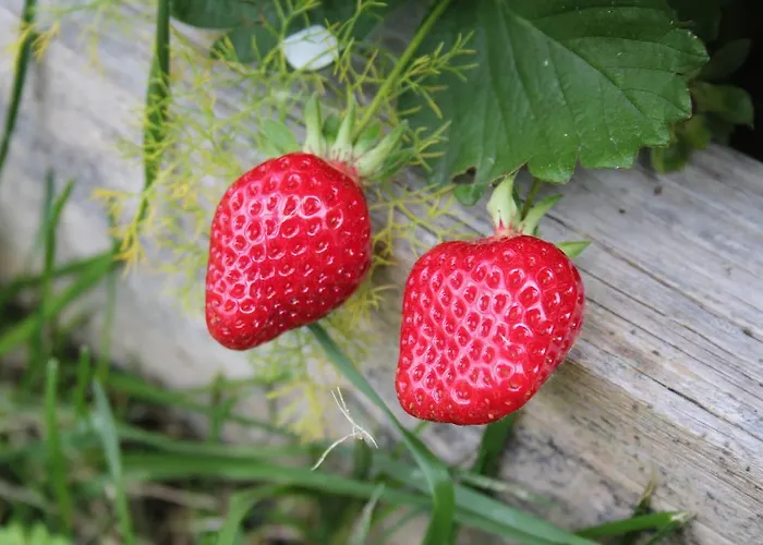Casa De Tapadeiro Tatil Evi Resende