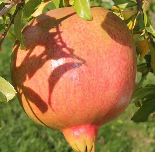 Casa De Tapadeiro Tatil Evi *